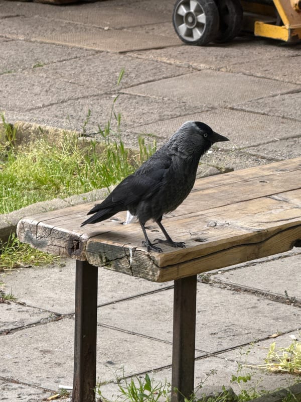 Jackdaw perches on weathered bench in Sofia