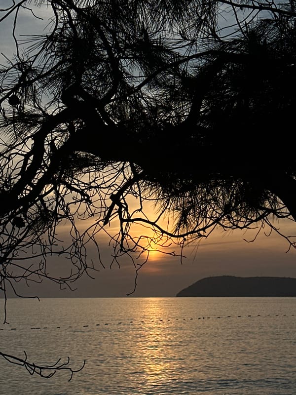 Sunset captured through silhouetted tree over water in Bar Montenegro
