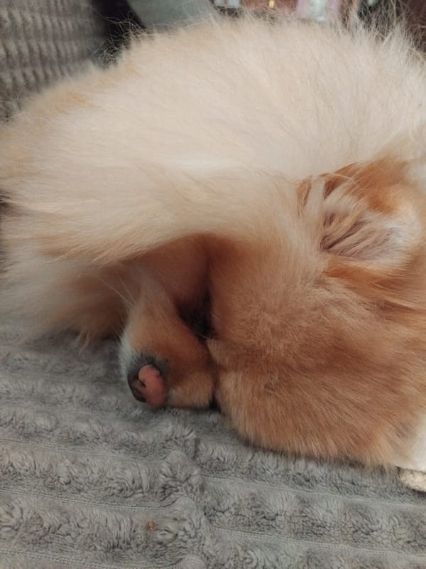 Pomeranian dog sleeps peacefully on couch in Bulgarian town