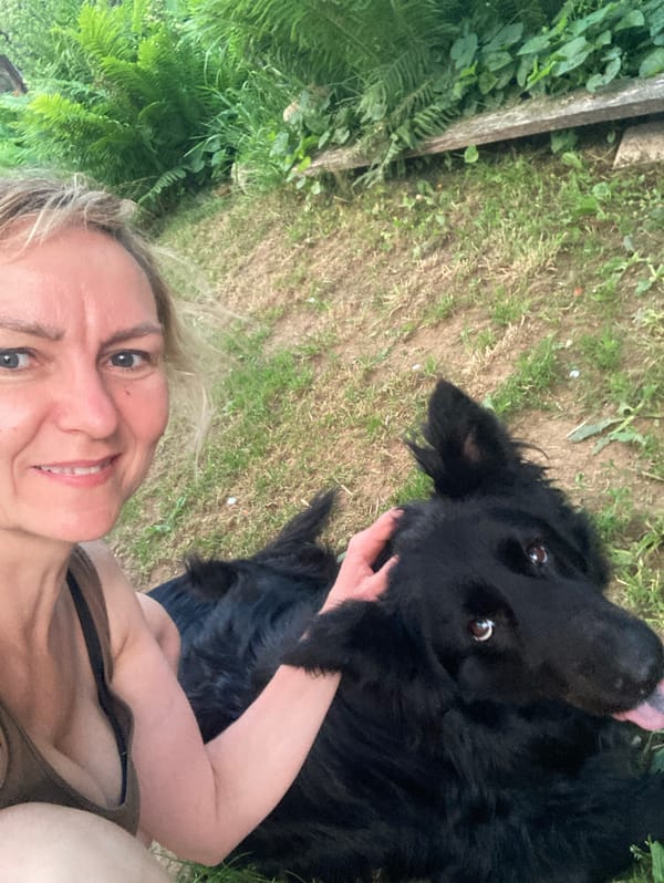 Summer evening in rural Belarus with a black German Shepherd