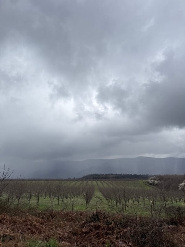 Overcast skies observed over orchard landscape near Ugarchin, Bulgaria