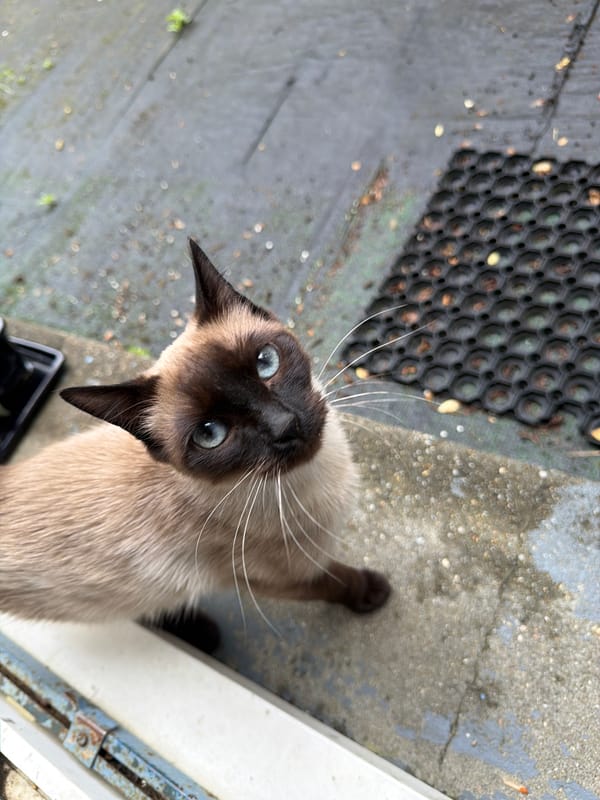 Siamese cat spotted on outdoor surface in Orsay