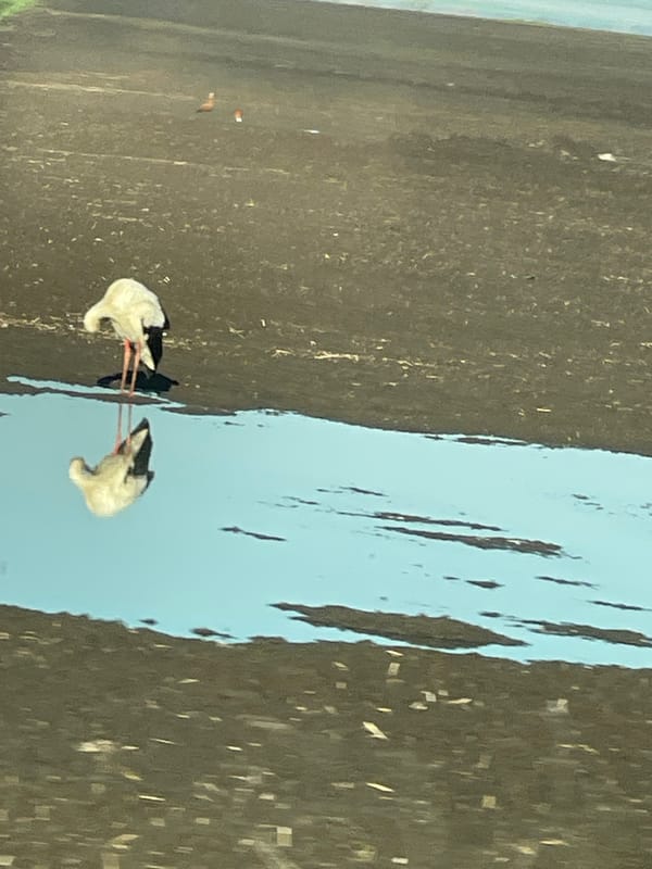Two birds spotted feeding in shallow water in Kameno