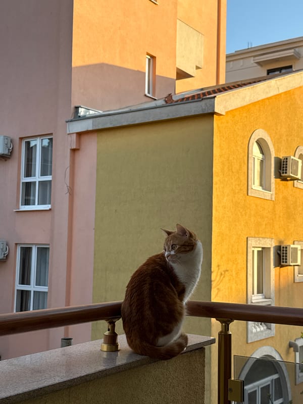 Cats, geese, swans spotted along Bar Montenegro shoreline