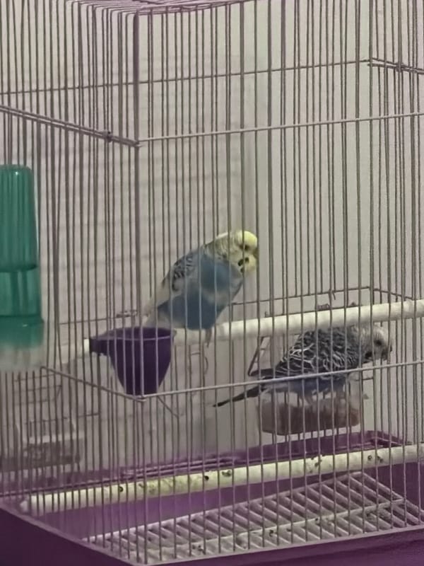 Pet budgerigars observed in cage in Septemvri, Bulgaria