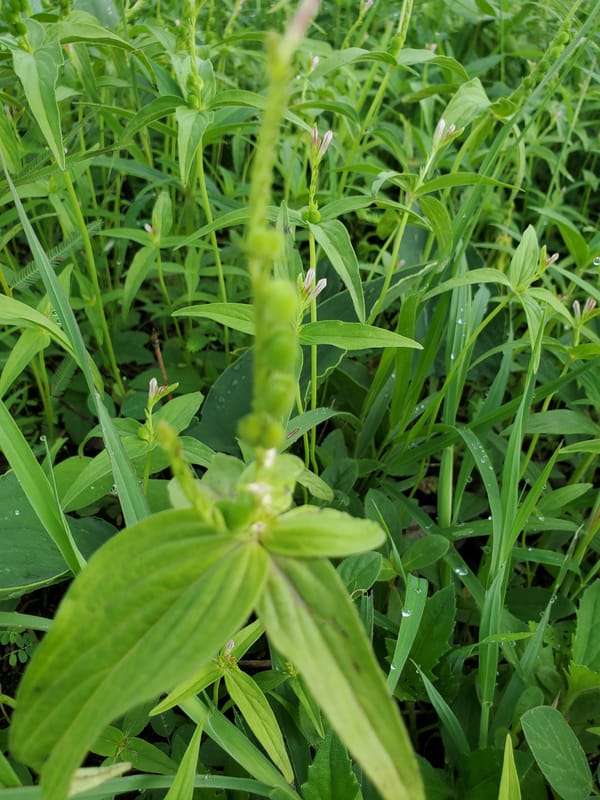 Morning vegetation observations recorded in Mararaba, Nigeria