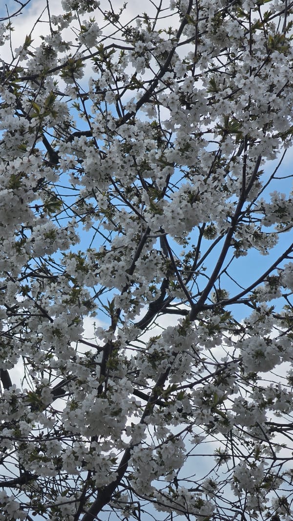 Spring morning scenes captured across Balaleia, Bulgaria