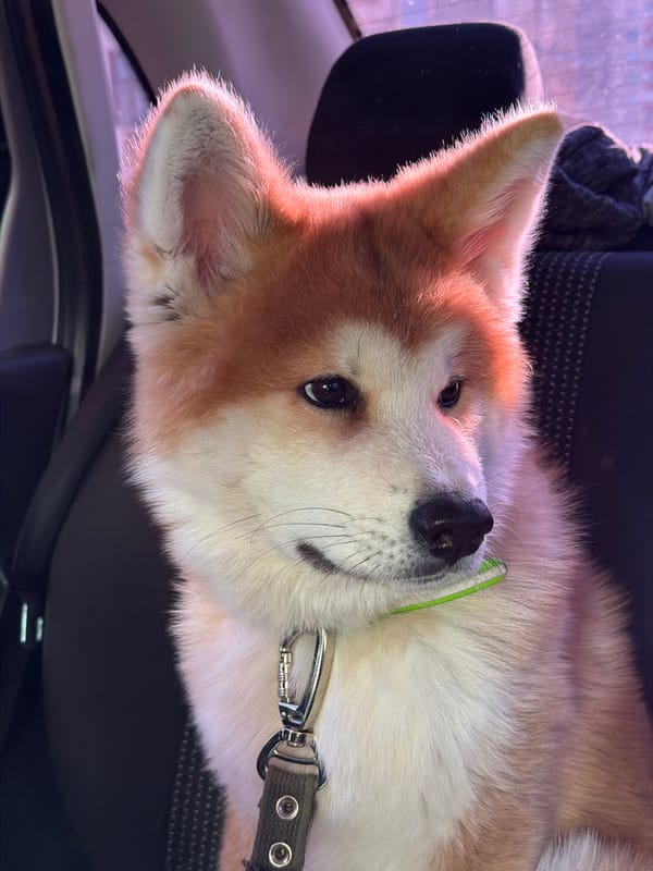 Person photographs self and Akita dog in Chaikovsky vehicle