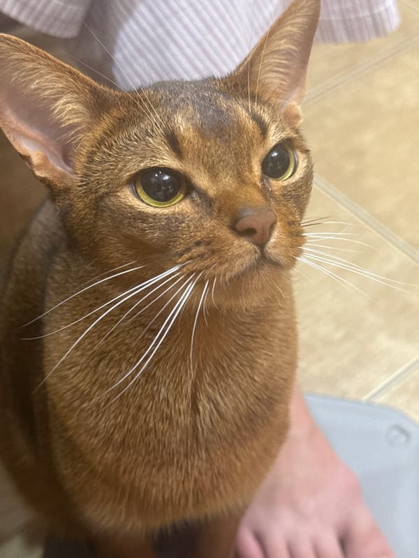 Ginger cat rides shoulders and steals snacks in Vinnytsia kitchen