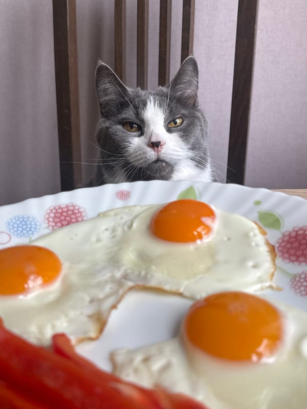 Cat at the table, very interested in breakfast.