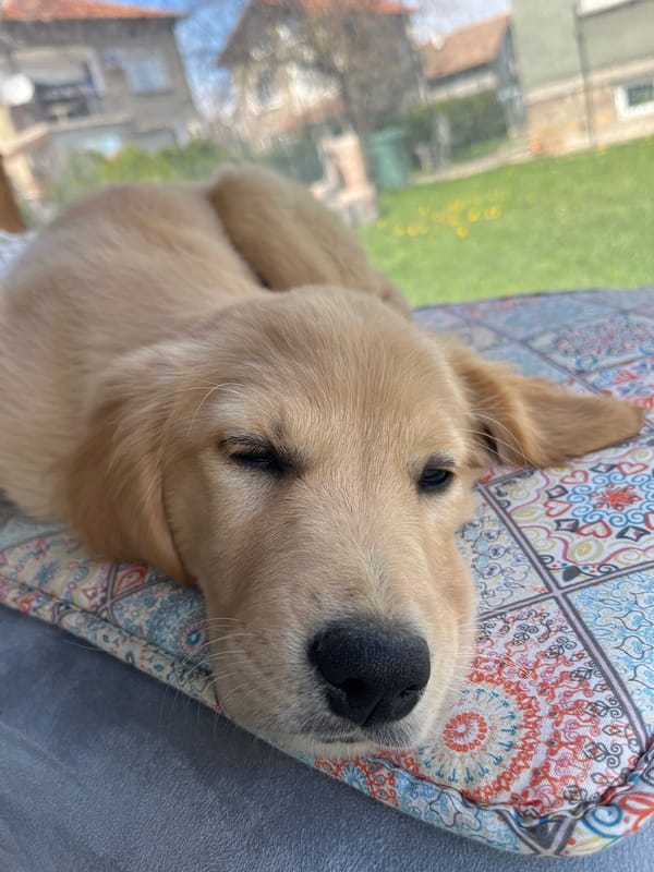 Golden retriever puppy sleeps on tiled floor in Bulgaria