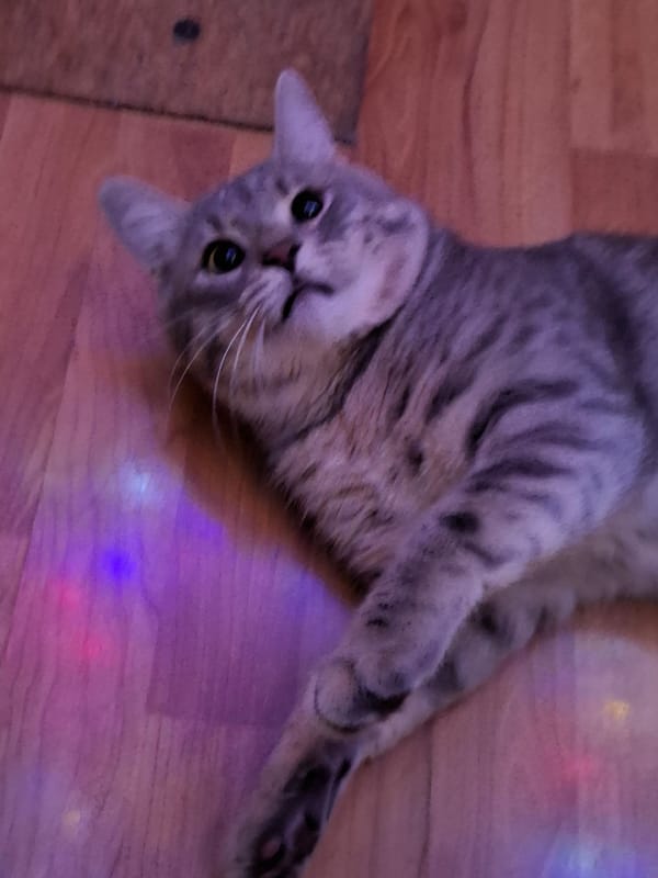 Gray tabby cat resting on wooden floor in Novi Sad