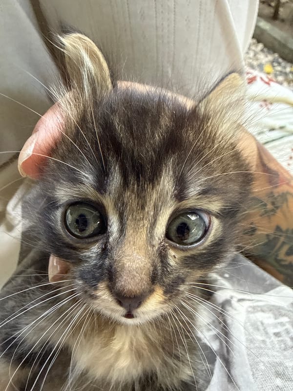 Person gently holds young kitten in North Kuta, Indonesia