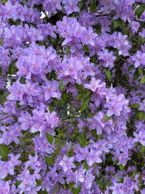 Spring blooms documented in New Westminster residential area