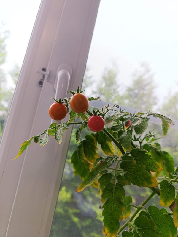 A slow summer afternoon of garden harvests and home comforts
