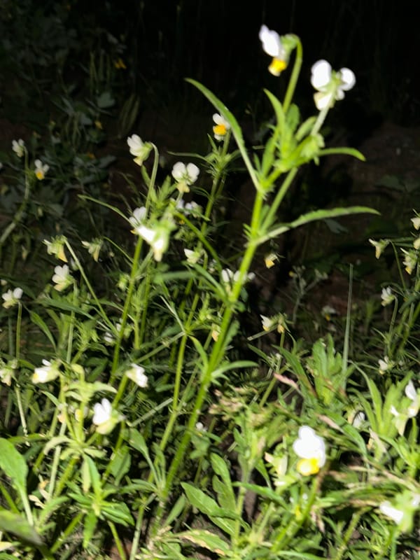 German Shepherd and nighttime garden photography, evening.