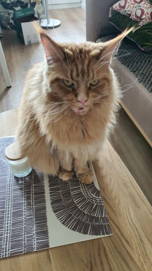 Two cats at home in Krasnoyarsk, grooming and playing