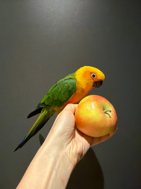 Parrot spotted on hand with apple in Khimki