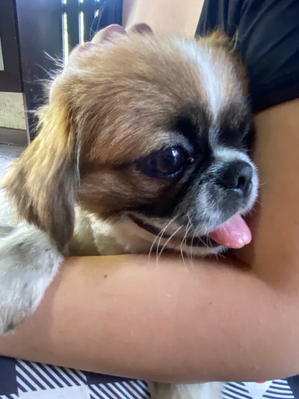 Close-up portraits of a small dog in Horodca, Moldova