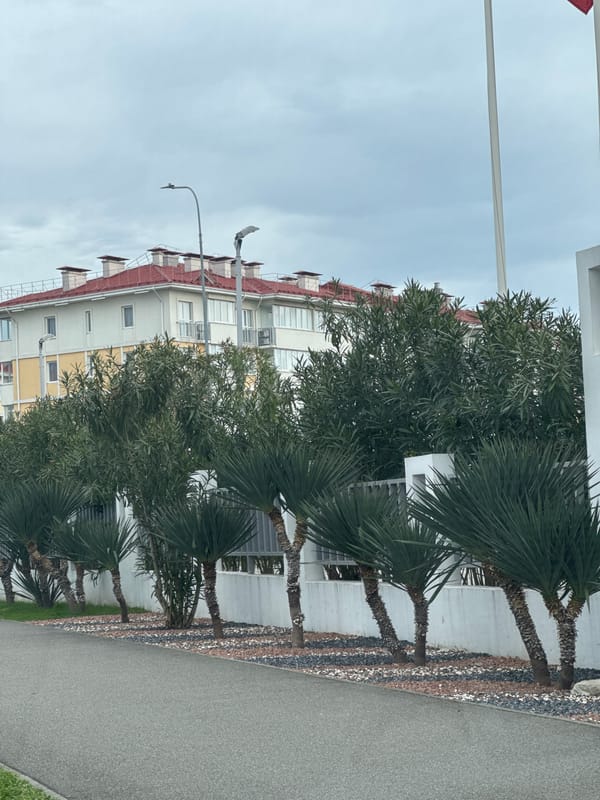 Street scenes documented in Sirius, Russia show buildings and roads