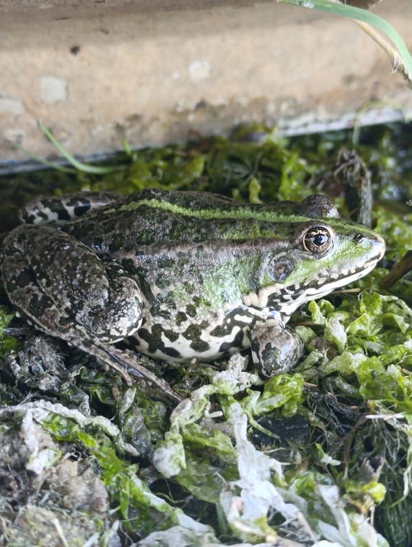 Frogs, a calico cat, and boats at a Ukrainian lakeside dock