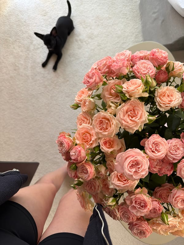 Pink roses, black cat photographed together in Montenegro home