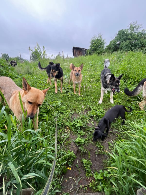 Dog pack explores rural Nizhny Tagil neighborhoods and yards