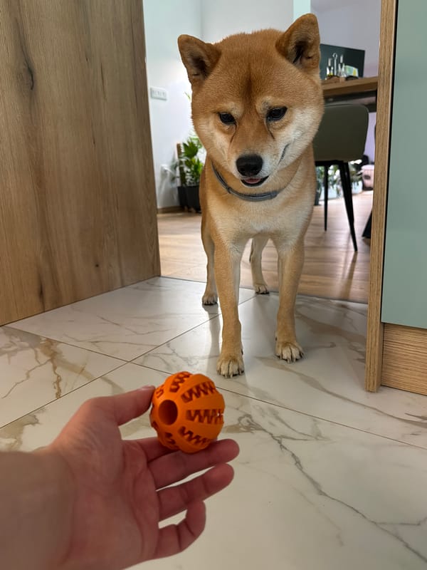Shiba Inu plays with orange ball in Bulgarian home