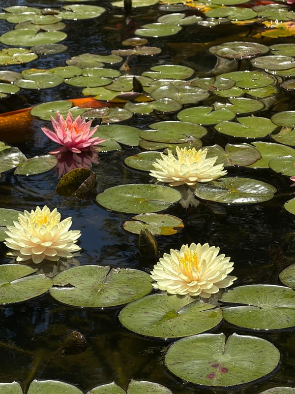 Water lilies bloom in Ramat Gan pond