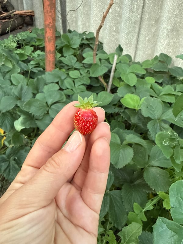 Ordinary domestic moments with cat, strawberries, plants documented in Uzhhorod