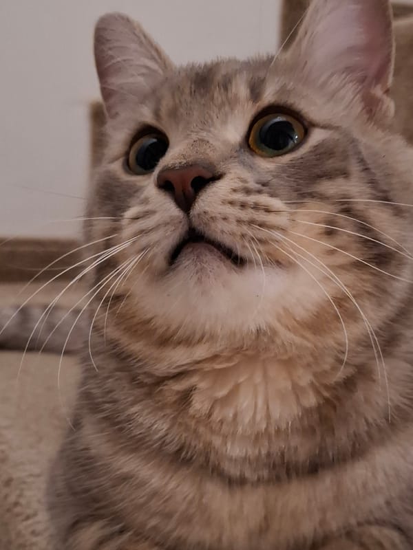 Tabby cat photographed in multiple indoor poses during evening