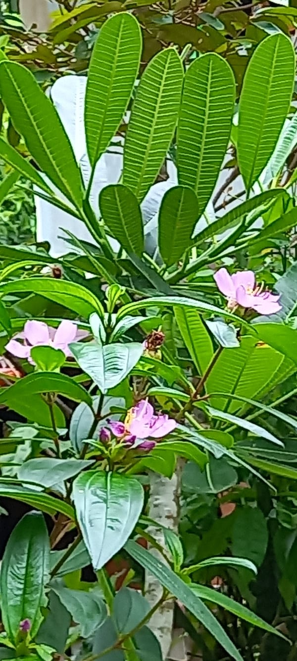 Morning documentation of tropical flora and housing in Koh Phangan