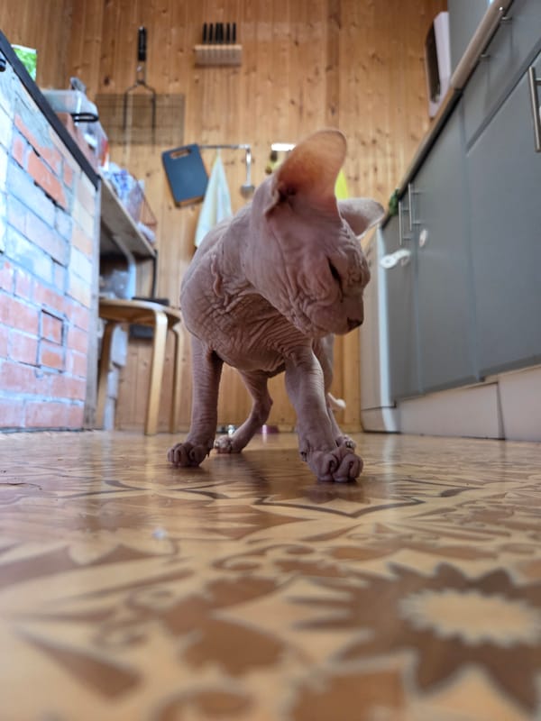 Garden morning in Frolovo: ripe berries, roses, and a sleepy Sphynx cat