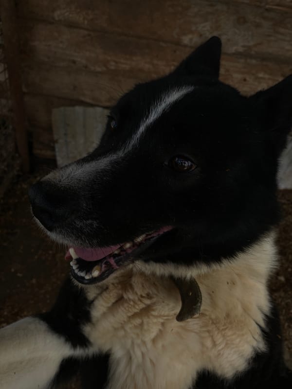Dog spotted resting on back in Noviy, Russia