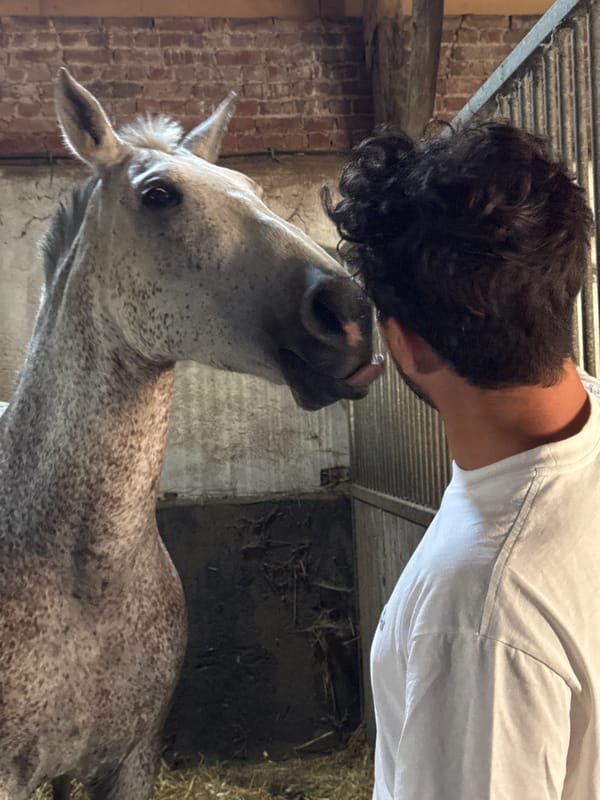 Newborn foal and mare tended to in Belgian stable