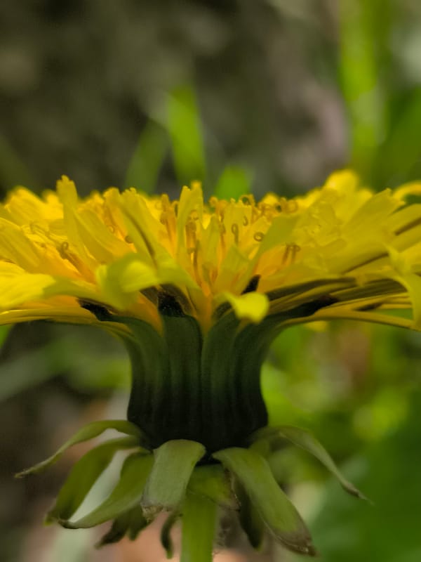 Morning nature walk documented in Klaipėda park captures wildflowers