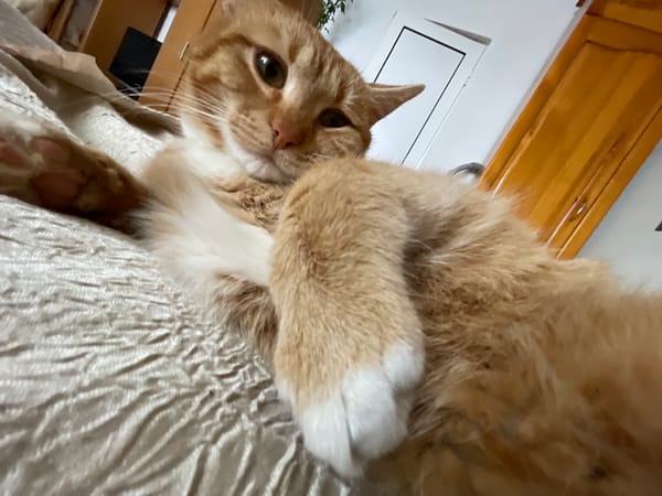 Orange tabby cat enjoys belly rubs during playtime in Bulgaria