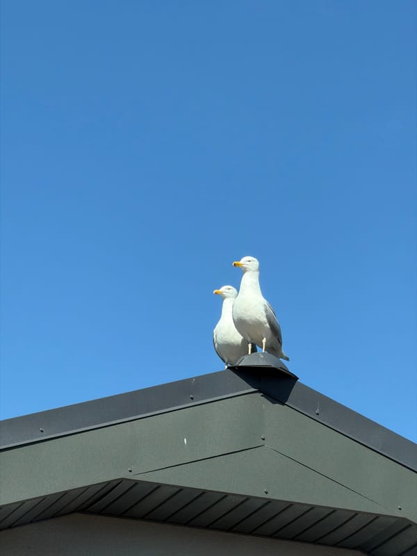Seagulls perch on modern rooftop in Riga