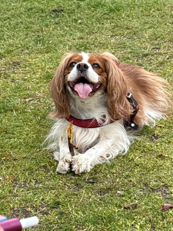 Dog plays on grass in Sofia park