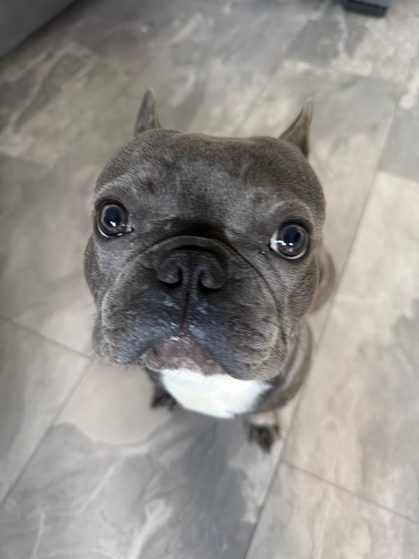 French Bulldog photographed indoors in Ruse, Bulgaria