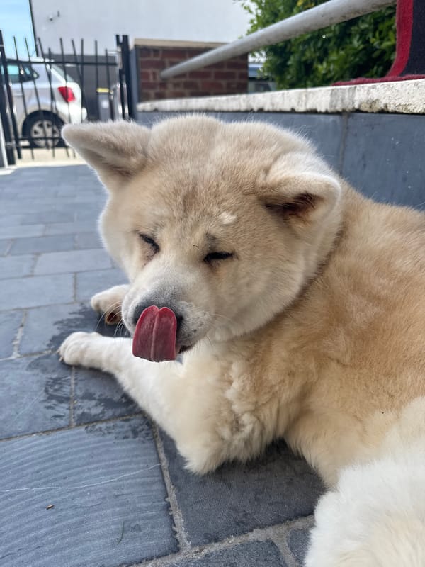 Akita dog rests on pavement in Wattrelos, France