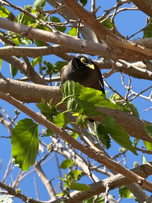 Common myna bird spotted in Givatayim, Israel