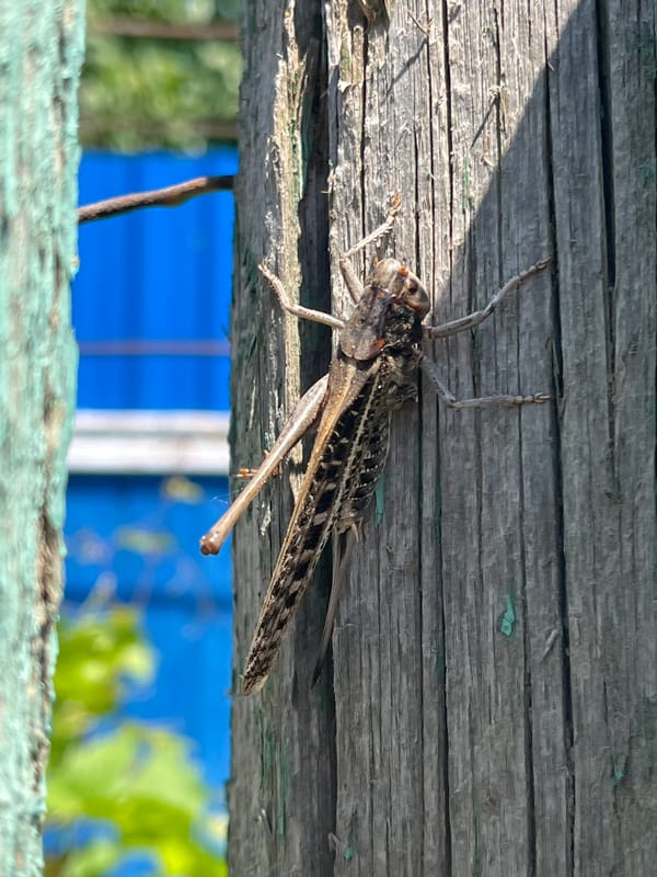 Insects, pets, and coffee in a quiet Russian morning