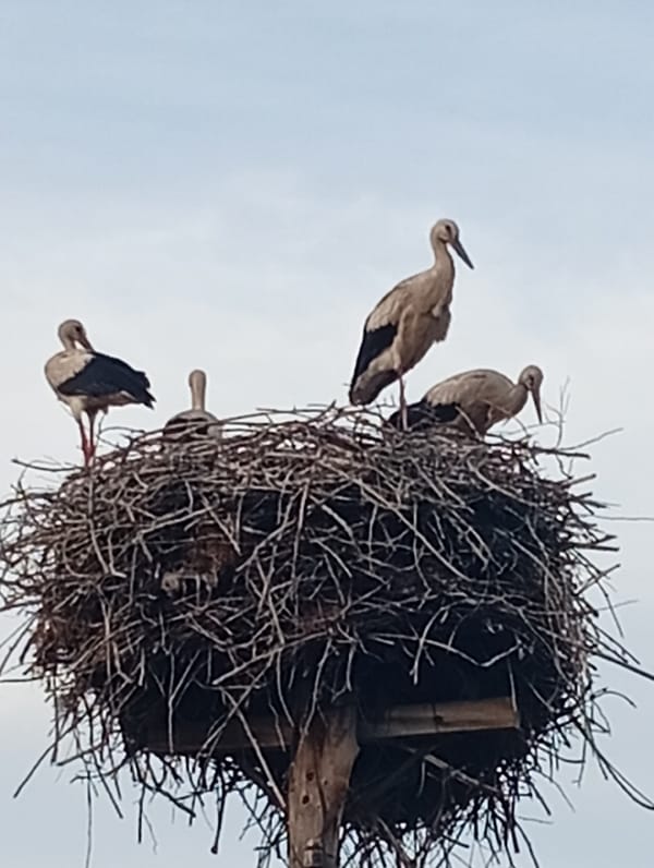 Storks active in a pole-top nest on a hazy afternoon