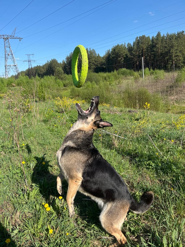 German Shepherd enjoys playtime in Nizhny Tagil park