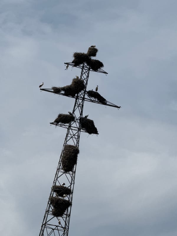 Stork nests spotted on electricity pylon in Binéfar, Spain