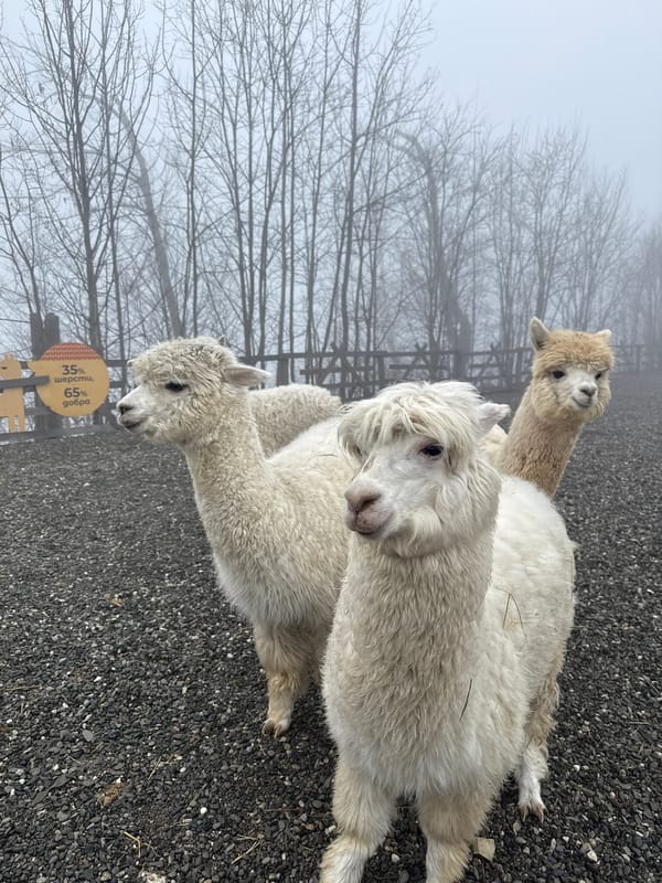 Visitors feed alpacas, rabbits, goats at Estosadok animal farm