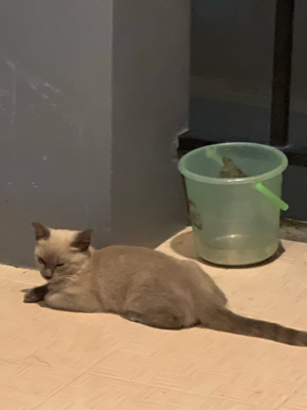 Cats, a modded scooter, and a toy airplane at home