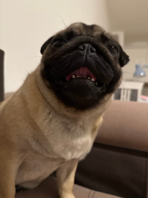 Pugs at play and rest, one cozy evening