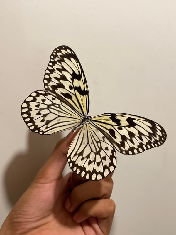 Butterflies, street food, and everyday Davao City life